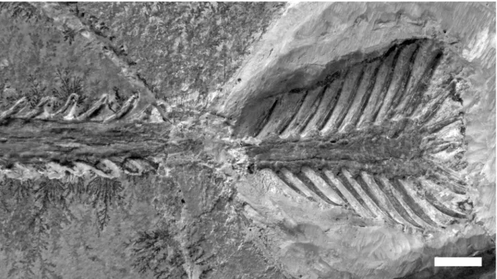 Figure 5. Tip of the rostrum of Gnathosaurus subulatus (SOS 4580) from the Upper Jurassic Solnhofen Limestone in palatal view