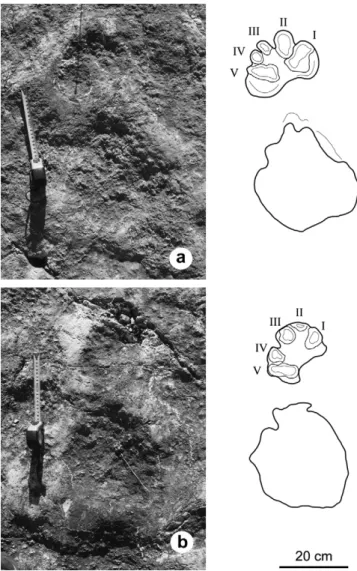 Fig. 5. Photographs and interpretive drawings of the best-preserved manusepes sets (a: BiC-7 and b: BiC-9).