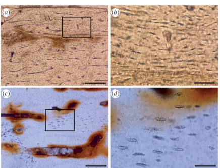 Figure 1. Thin sections of fossil dinosaur bone with preservation of vascular spaces and osteocyte lacunae