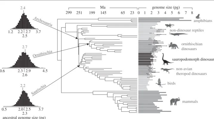 Figure 2. Estimated haploid genome size for sauropodomorph dinosaurs (black bars). For extinct taxa, the bars are the mean of the posterior prediction and the error bars are 1 s.d