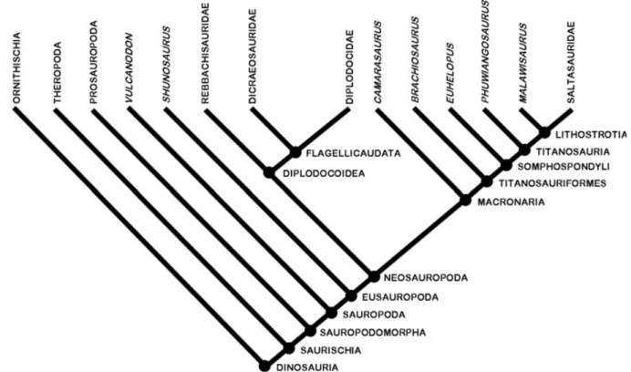 Fig. 1. Simplified cladogram showing dinosaur inter-relationships, the main sauropodomorph lineages, and the stem- and node-based names currently in use (modified from Wilson, 2002; Wilson &amp; Upchurch, 2003, 2009; Upchurch et al., 2004).