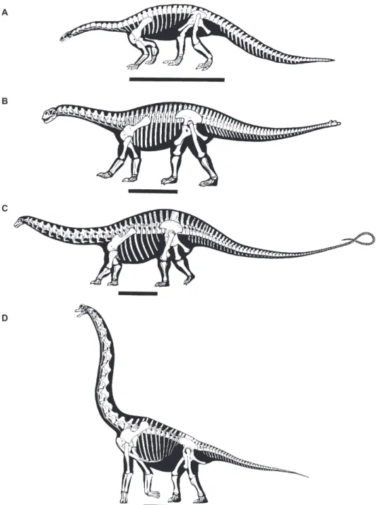 Fig. 2. Skeletal outlines of four sauropodomorphs: (A) Plateosaurus, (B) Shunosaurus, (C) Apatosaurus, (D) Brachiosaurus (after Wilson &amp;