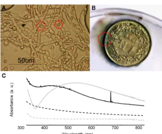 FIGURE 8 | Growth of B. bassiana on silver compounds. (A) Optical microscopy observations of B