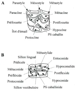 Fig. 3. Nomenclature des caractères anatomique des  jugales supérieures (A. jugale supérieure gauche, vue  occlusale) et inférieures (B