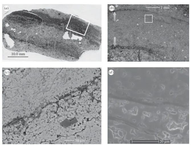 Figure 2. (a) Transmitted light micrograph image of skin: black/grey layer in the upper portion of the slide is skin.