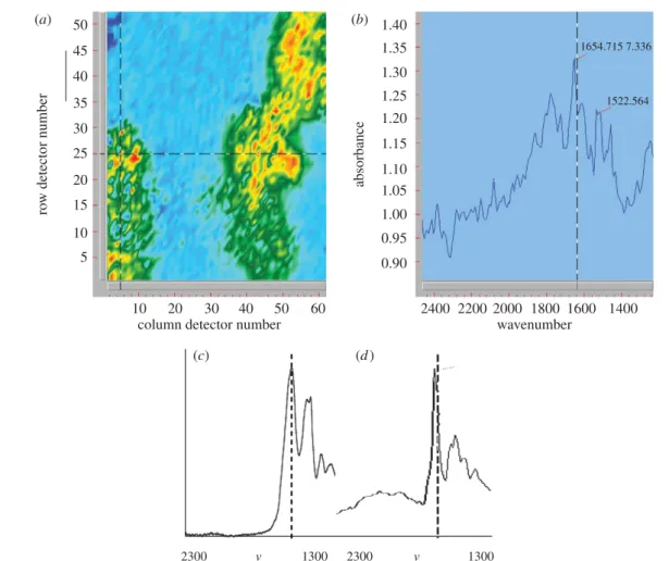 Figure 4. Stingray FTIR (transmission mode) map (a) of the intensity of absorption at 1654 cm 21 corresponding to a probable distribution of amide (I) groups on sediment grains sampled from the sheath covering the terminal ungual phalanx region of MRF-03