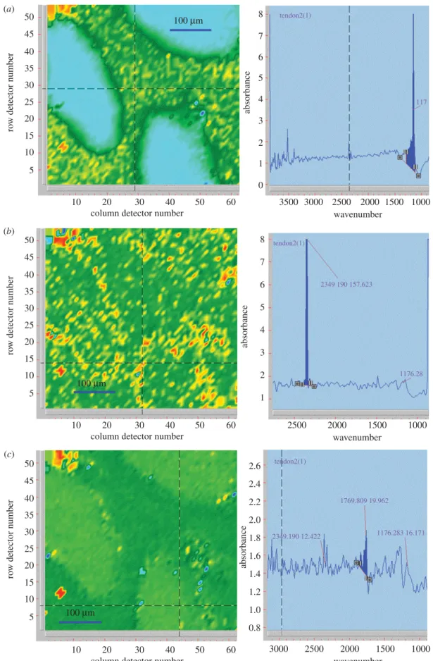 Figure 7. Stingray FTIR (reflection mode) images (left) and spectra (right) of a sample taken from a section of ossified epaxial tendon from MRF-03