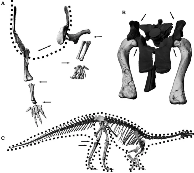 Fig. 9. Digital skeleton mount of prosauropod Plateosaurus engelhardti Meyer, 1837 GPIT1, from Trossingen, Germany
