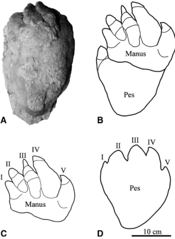 FIGURE 5. A, The holotype of Thulitheripus svalbardii (SVB 2058). B, Interpretative drawing of overlapping manus and pes couple, based on tracks T?-4 (SVB 2058) and T3-2