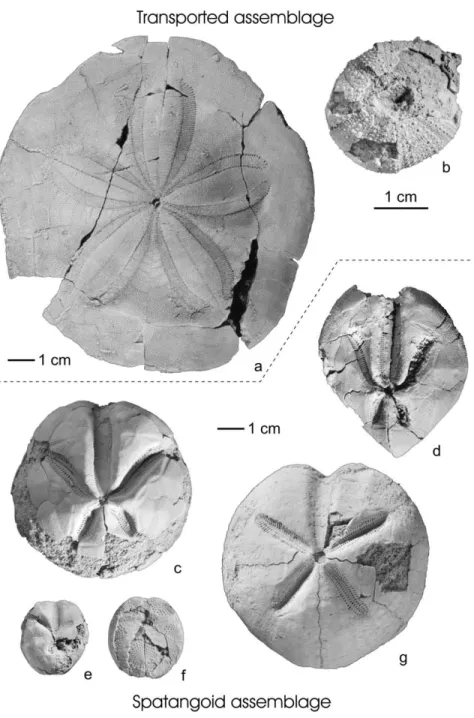 Fig. 5. Species composition of echinoid assemblages. Transported Assemblage: (a) Clypeaster martini Des Moulins, 1837;