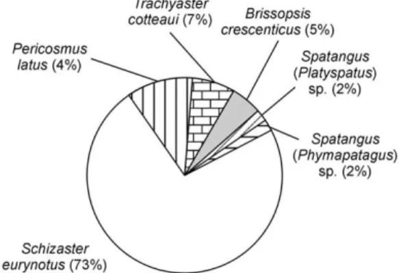 Fig. 6. Relative abundances of the di¡erent echinoid species in bed 8a^c.