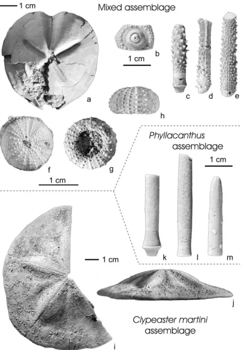 Fig. 7. Species composition of echinoid assemblages. Mixed Assemblage: (a) Pericosmus latus (Desor, 1847); (b^e) Prionocidaris avenionensis (Des Moulins, 1837) (b, interambulacral plate; c, spine base; d, spine tip; e, spine shaft); (f^h) Psammechinus dubi