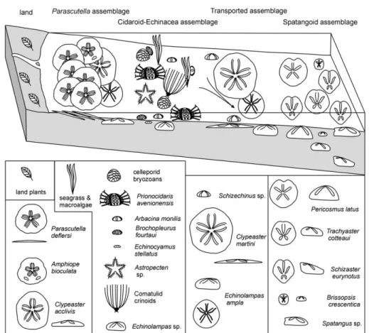 Fig. 8. Reconstruction of the ¢rst four echinoid assemblages within a transgression scenario
