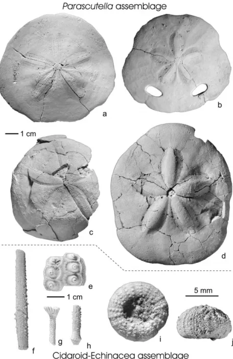 Fig. 3. Species composition of echinoid assemblages. Parascutella Assemblage: (a) Parascutella de£ersi (Gauthier, 1901); (b) Am- Am-phiope bioculata (Des Moulins, 1837); (c) Echinolampas ampla Fuchs, 1883; (d) Clypeaster acclivis Pomel, 1887;  Cidaroid^Ech