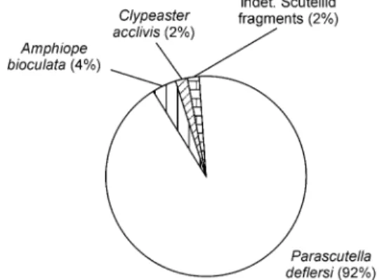 Fig. 4. Weight percentages of echinoid fragments derived from a bulksample from bed 3.