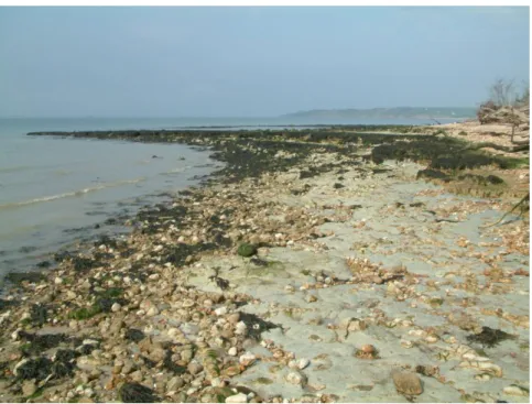 Figure 2:  A limestone reef from the Headon Hill rocks of the  Palaeogene; exposed on the foreshore near Newtown  Estuary