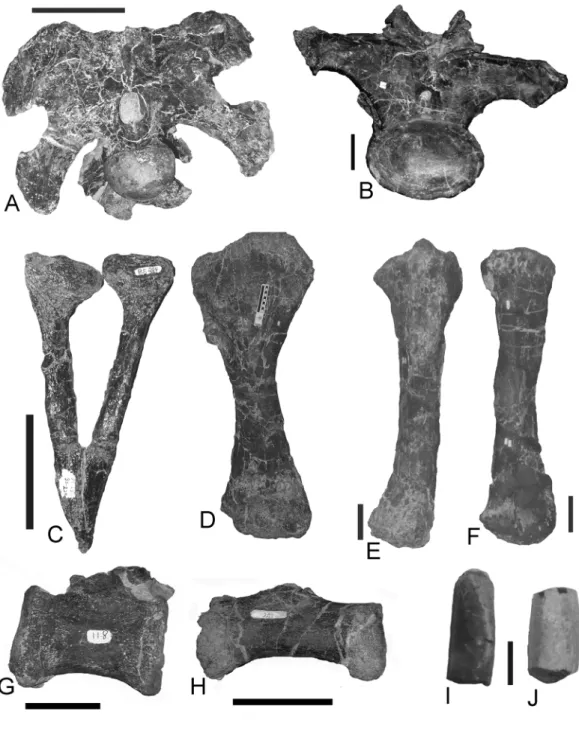 FIGURE 5. Selected sauropod bones from the BS Quarry in central Wyoming. Camarasaurus lentus, A, braincase (WDC B:BS-388), B, anterior dorsal vertebra (WDC B:BS-178), C, first chevron (WDC A?:BS-224), D, right humerus (WDC B:BS-724) E, left ulna (WDC B:BS-