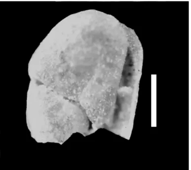 FIGURE 7. Indeterminate ostracod from the BS Quarry in central Wyoming. Scale bar equals 20 µm