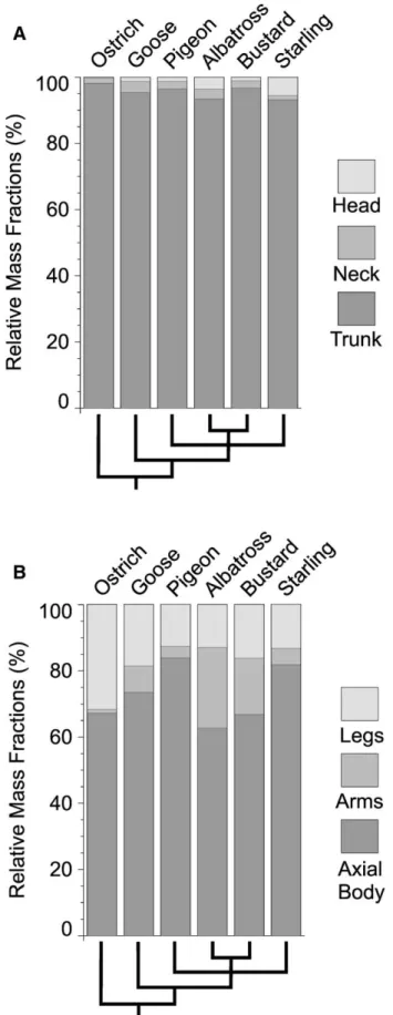 FIGURE 8. Stacked bar graphs illustrating the varying proportions, by mass percentage, of the different regions of the bird models mapped onto cladograms of the inferred relationships among the six species