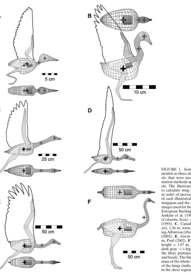 FIGURE 1. Isometric views of the six bird models as three-dimensional, wire-frame  mod-els, that were used to validate the mass  esti-mation methods applied to the pterosaur  mod-els