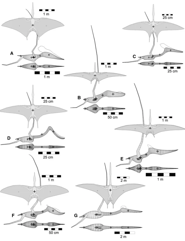 FIGURE 3. Right lateral and dorsal views of pterodactyloid pterosaurs as three-dimensional, wire-frame models used to compute body masses, along with two-dimensional wing reconstructions used for wing loading calculations