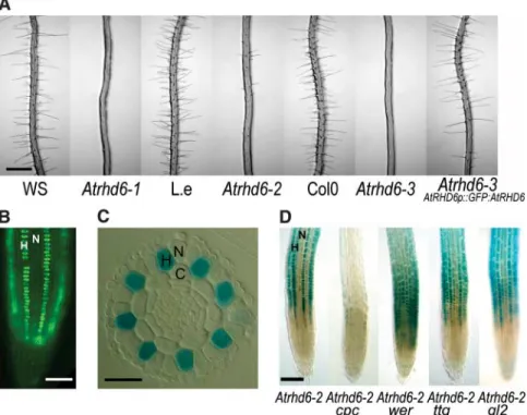 Fig. 1. AtRHD6 is a positive regulator of root hair development in A. thaliana. (A) Roots of Atrhd6-1, Atrhd6-2, and Atrhd6-3 mutants with their respective wild-type ecotype (WS, Wassìlewskìja; Col0, Columbia 0; L.e., Lansburg erecta) and complementation o