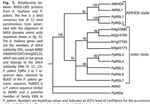 Fig. 3. Relationship be- be-tween RHD6-LIKE proteins from A. thaliana and P.