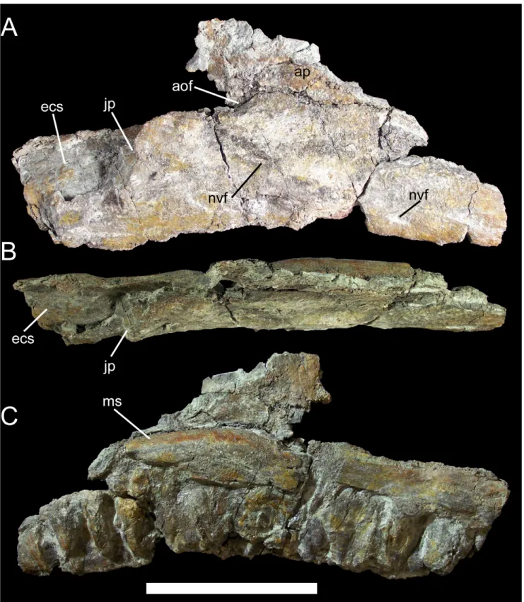 Figure 5. Right maxilla of UMNH VP 20205. Shown in (A) lateral, (B) dorsal, and (C) medial views
