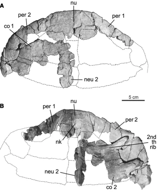 FIGURE 1. Chelonioidea indet., carapace (MACN Pv 19.780). A, dorsal view; B, visceral view