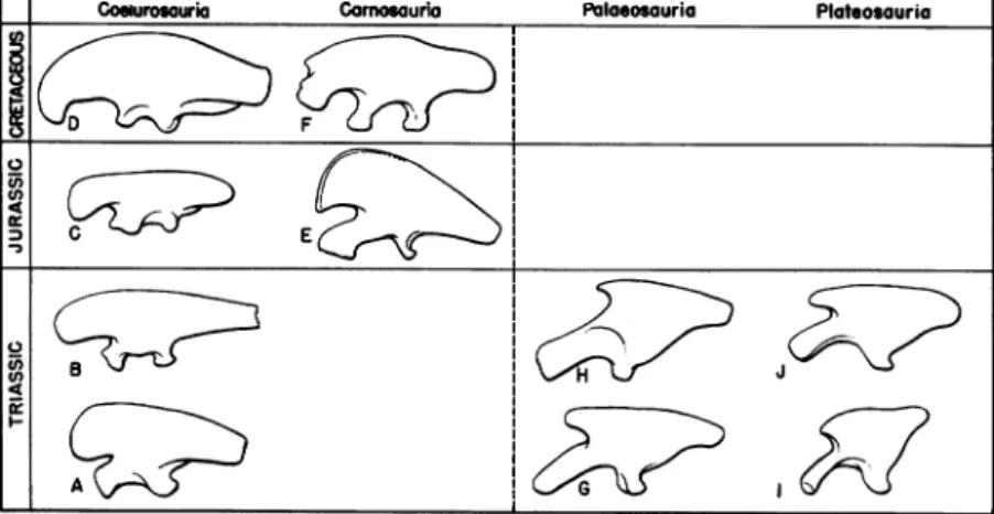 FIG. 5. Left: Dolichoiliac ilia of the Coelurosauria and the Carnosauria.