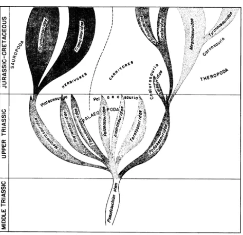 FIG. 6. Suggested phylogenetic relationships of the Saurischia.