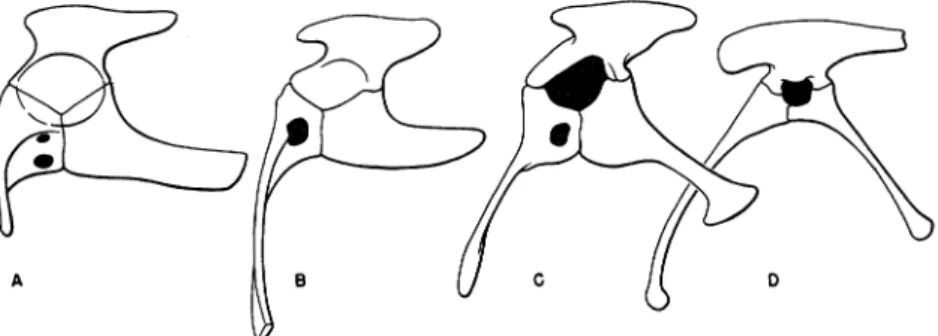 FIG. 1. A comparison of the pelves, as seen laterally from the left side. A.