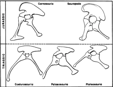 FIG. 2. Pelves of saurischian dinosaurs, as seen in left lateral view. In the Palaeosauria and Plateosauria the pelvis is of brachyiliac type, and from this form of pelvis the sauropod pelvis was derived