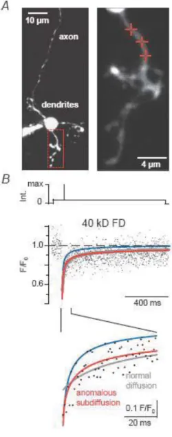 Figure 1. Anomalous subdiffusion in granule cell dendrites 