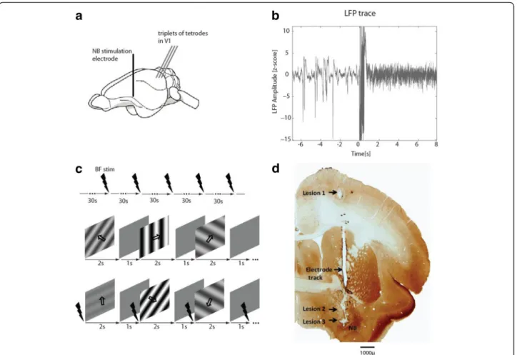 Figure 1 Experimental design and procedure. (a) Schematic representation of the lateral view of a tree shrew brain showing the position of the stimulation electrode in the basal forebrain (BF) and the three tetrodes used for recording from primary visual c