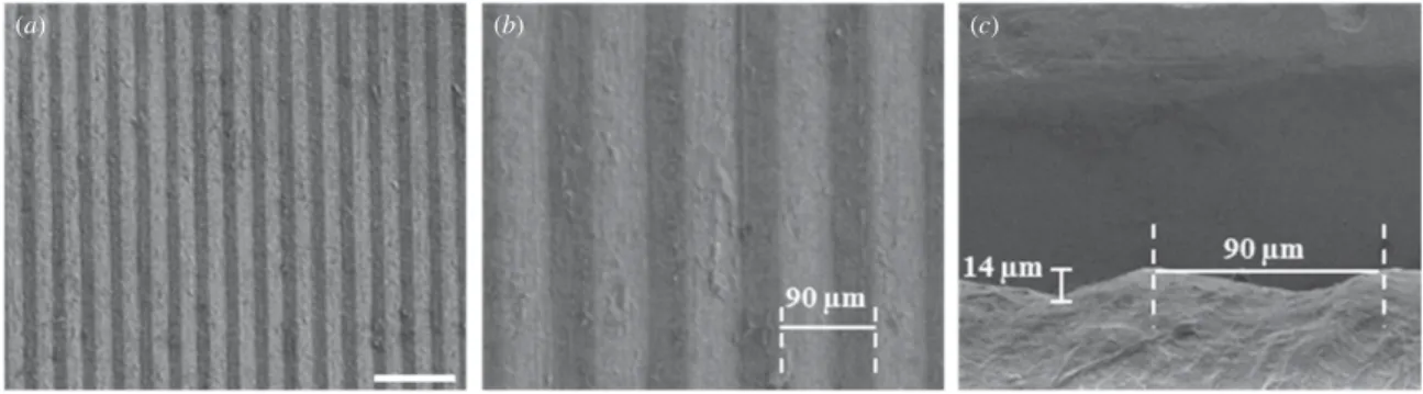 Figure 1. SEM images of the relief on the drum. A cast PCL ﬁlm was used to visualize engraved topography on the drum (a) and (b) top view, (c) cross sectional view