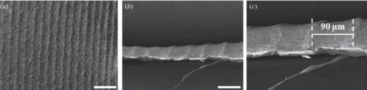 Figure 2. SEM images of the micropatterned nanoﬁbrous substrate. The relief has been copied to the ﬁbrous scaffold, the periodic pattern is clearly visible