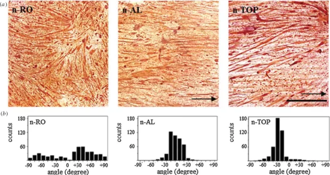 Figure 6. (a) Light microscopy images of desmin ( + ) stained myotubes on n-RO, n-AL and n-TOP substrates