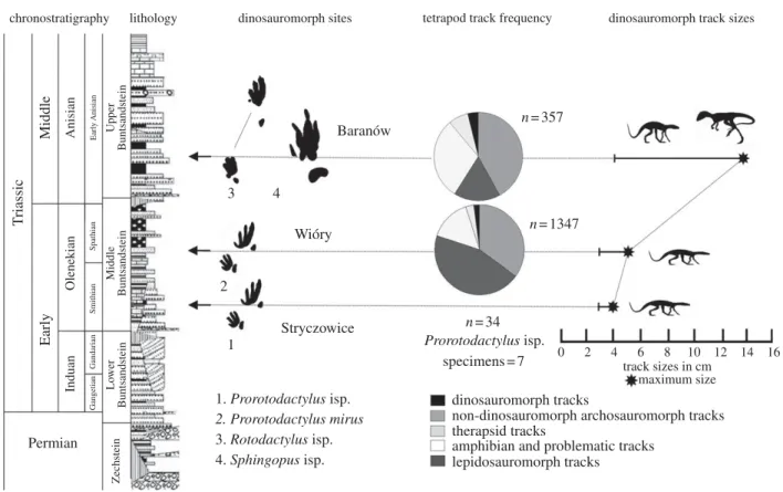Figure 1. Stratigraphic positions, frequencies and maximum sizes of dinosauromorph tracks and tetrapod track assemblages in the generalized lithological profile of the Buntsandstein (Early – Middle Triassic) of the Holy Cross Mountains, Poland (for details