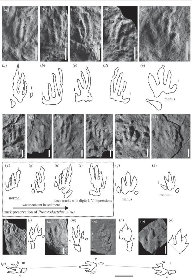 Figure 2. Dinosauromorph tracks from the Early and Middle Triassic of the Holy Cross Mountains, southern Poland