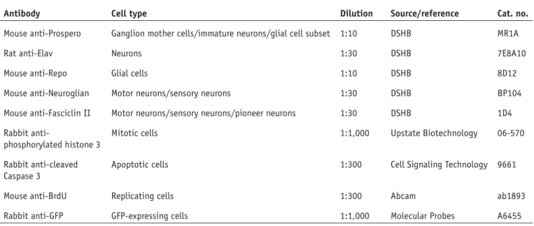 TABLE 1 | Commercially available antibodies for labeling primary neural cells in culture.