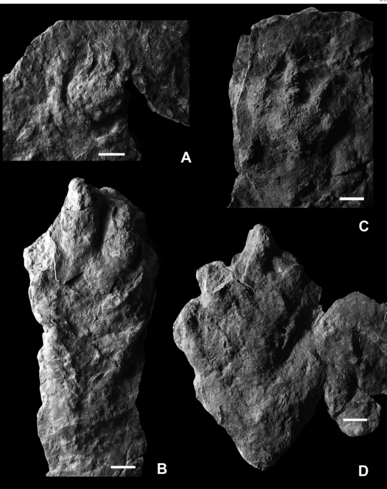 FIGURE 3. Some of the best-preserved specimens (MTSN 5644-5647) from the Cles outcrop
