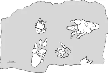 FIGURE 4. MTSN5650, slab preserving two manus-pes couples here assigned to  Brachychirotherium eyermani