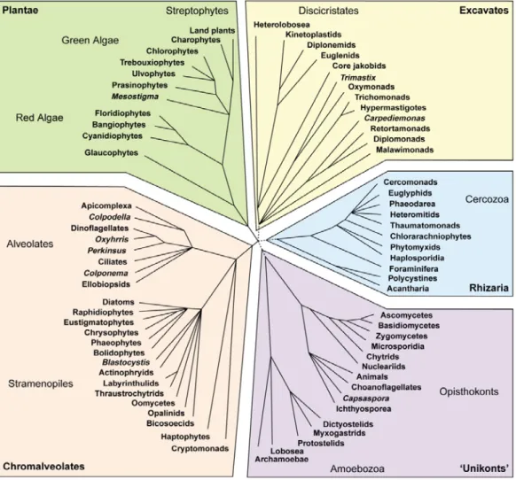 Figure 1.1:  A tree of eukaryotes by Keeling et al., (2005), showing the major  supergroups, most of the groups are unicellular protists and algae