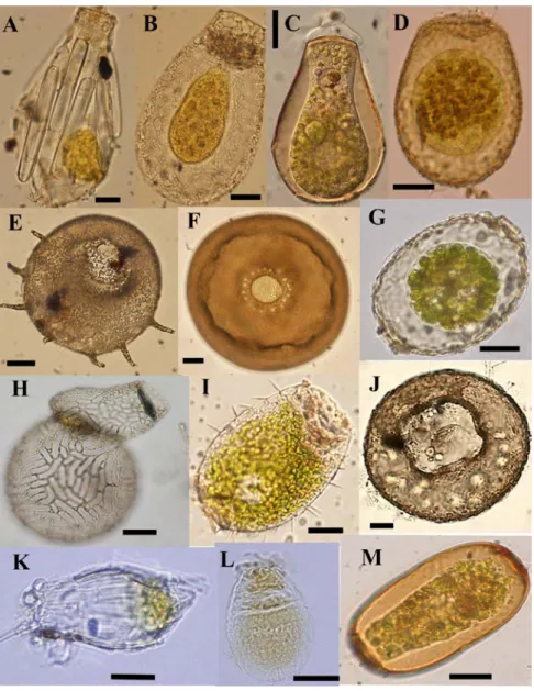 Figure 1.2:  Light micrographs  of some testate amoebae illustrating their  morphological variability