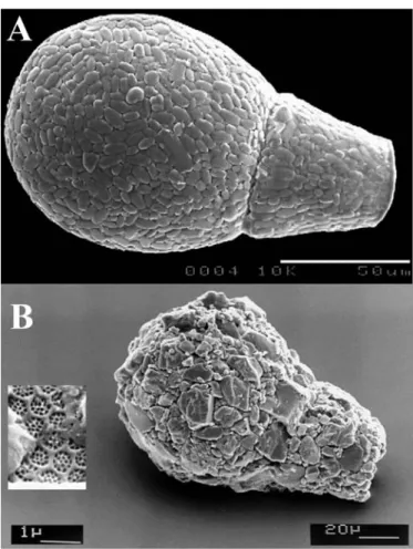 Figure 1.6: Scanning electron micrograph of A) Apodera vas  and B) Lagenodifflugia  vas,  illustrating that the relative morphological similarity  among  testate amoebae  species  blurs the debate on  their cosmopolitanism versus local  endemism  (Mitchell