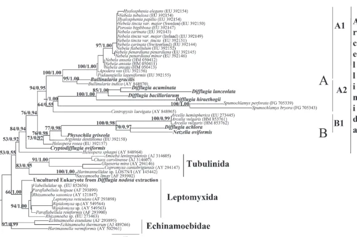 Figure 2. Molecular phylogeny based on small subunit (SSU) rRNA gene sequences of Arcellinida and related Amoebozoa illustrating the paraphyly of genus Difﬂugia