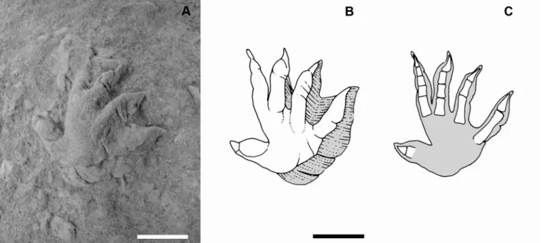 Fig. 2.- A) Rhynchosauroides sp. footprints from the Upper Jurassic of Asturias. The track consists of an isolated pentadactyl ectaxonic  right manual print preserved as a natural cast (convex hyporelief)