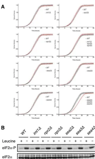 Fig. S1.  Loss of individual SEAC subunits does not substantially affect the growth of cells at 30°C or  eIF2 α  phosphorylation after leucine starvation