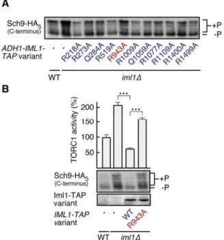 Fig. S5.  The conserved residue Arg 943  in Iml1 is functionally important. (A) Alanine scanning of  conserved arginine and glutamine residues in Iml1 indicates that Arg 943  is important for the  TORC1-inhibitory activity of overexpressed Iml1-TAP (assaye
